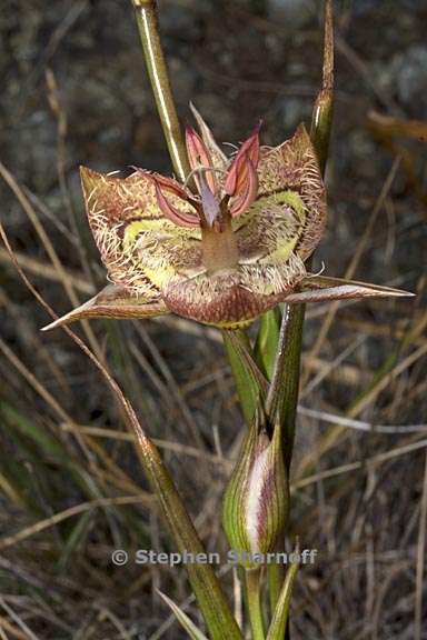 calochortus tiburonensis 3 graphic